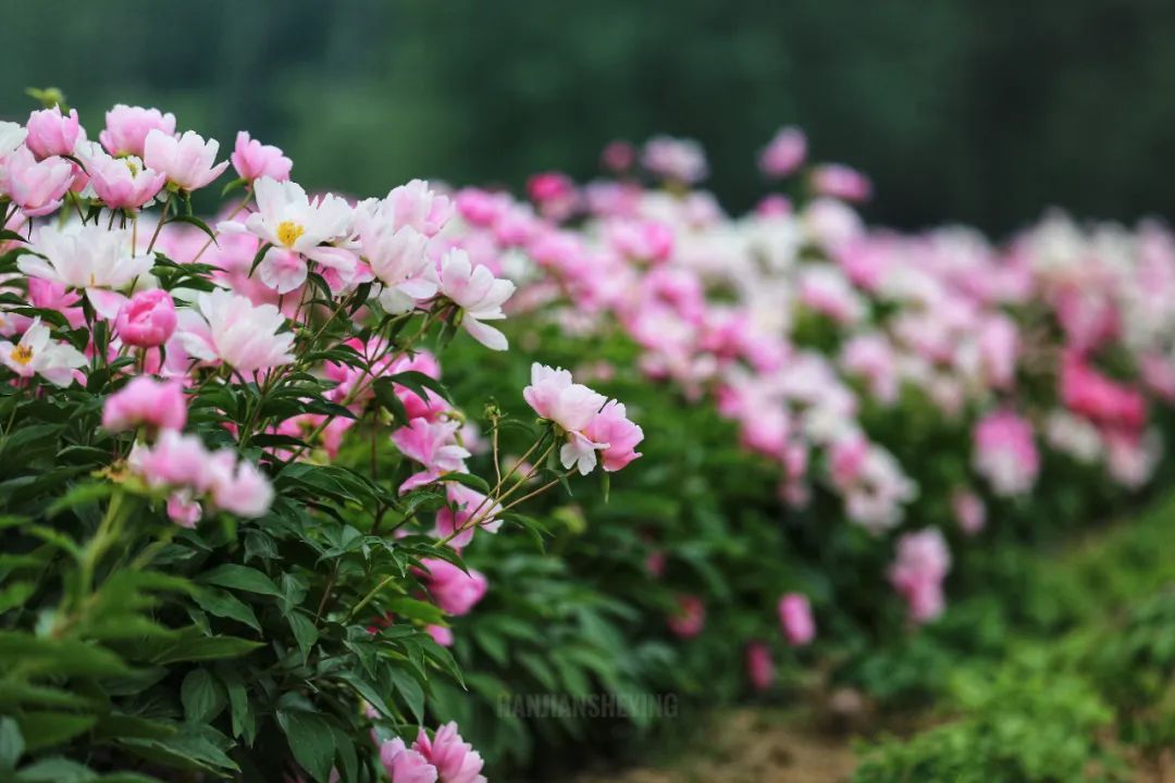 鲜花去哪了？带您在花尽处，又见“花开”