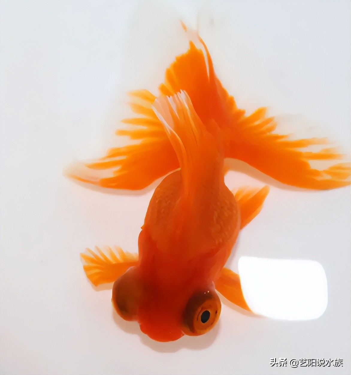 适合新手饲养的六种高颜值金鱼,推荐几款适合冬季饲养的金鱼