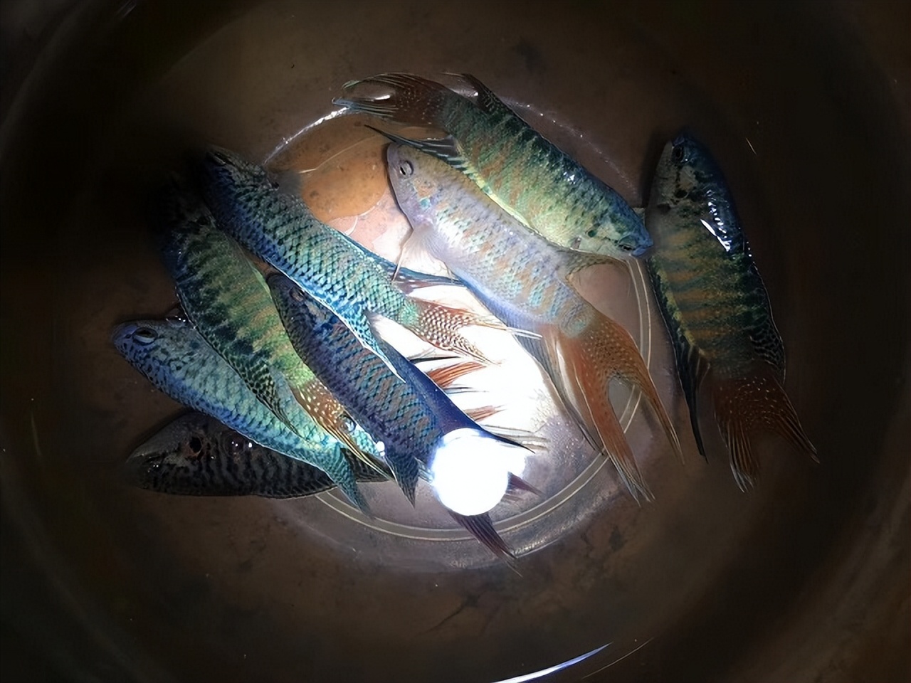 菩萨鱼曾经在农村经常见到，被当*鸡做**鸭零食，为啥现在很少见到？