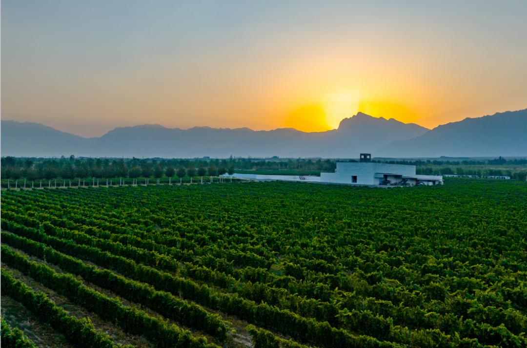 宁夏贺兰山东麓葡萄酒批发代理,贺兰山东麓葡萄酒产区直销价
