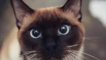 暹字怎么读,暹罗猫介绍拼音