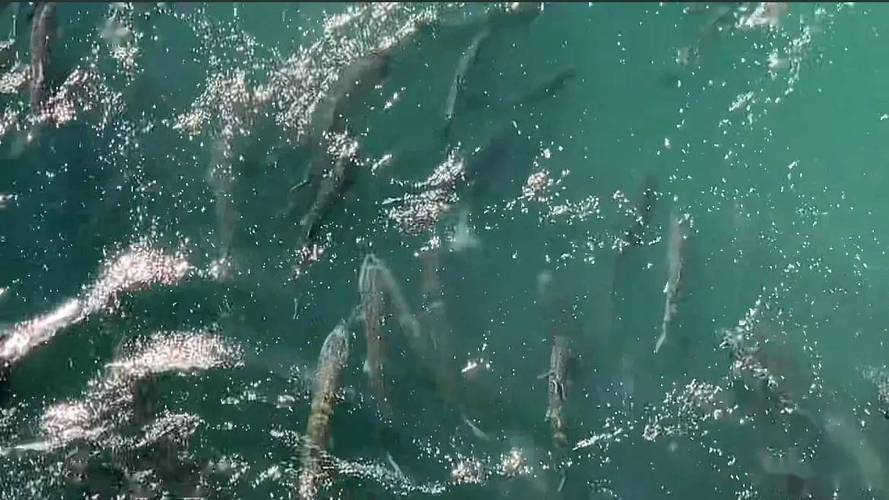 三峡水坝大鱼横行,三峡区出现大量水老虎