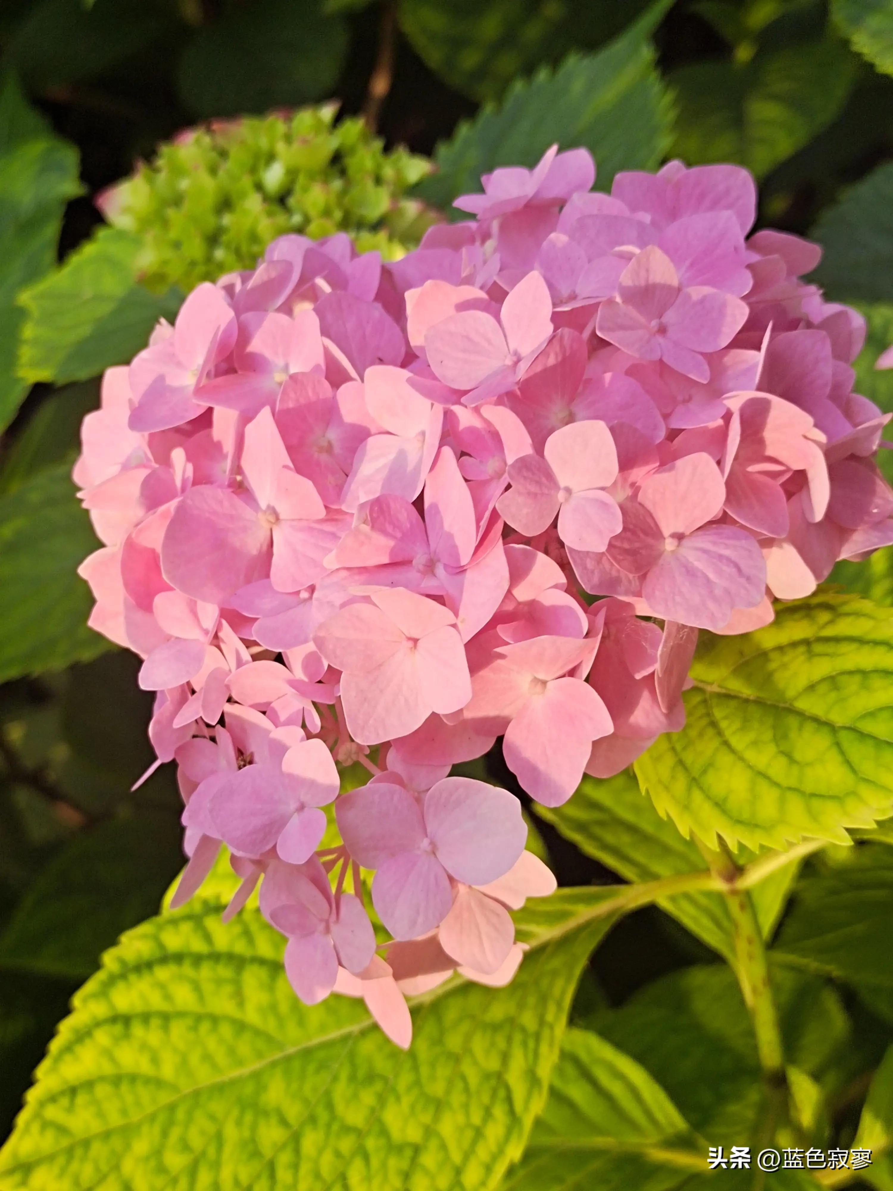 绣球花开洁白如玉令人赏心悦目,绣球花生如夏花