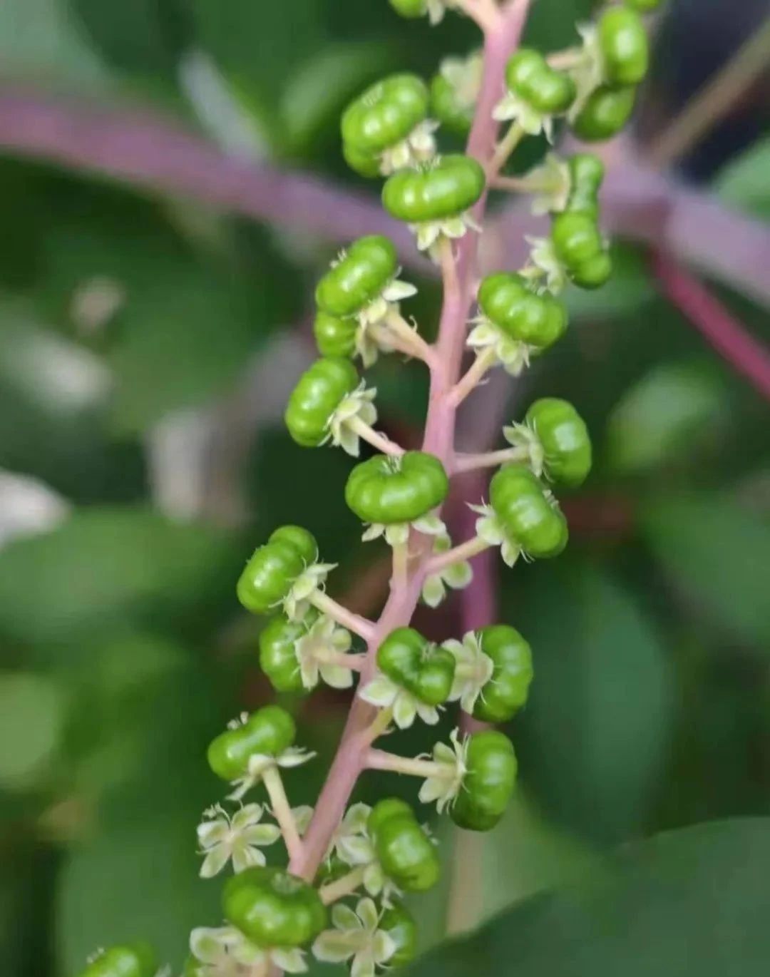 指甲花的图片和特征,干净耐看短指甲花