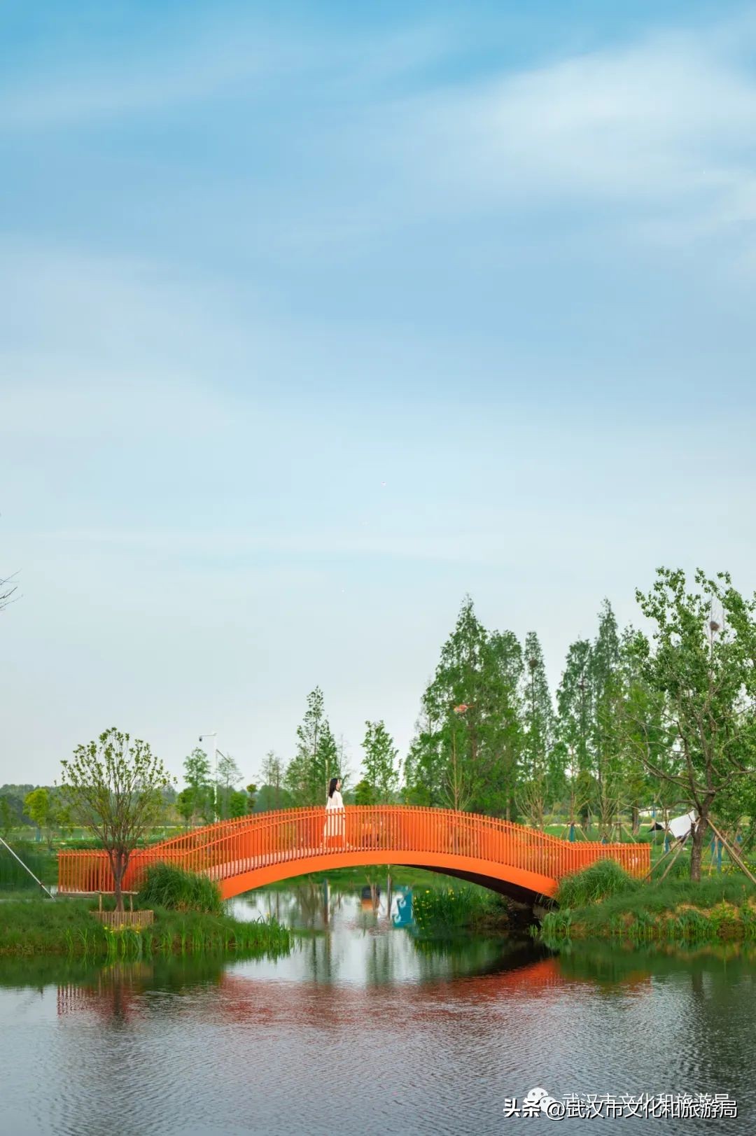 万亩野生古茶园,武汉野生森林