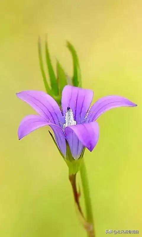 地上的花开万紫千红,心中有花香人生四季皆风景