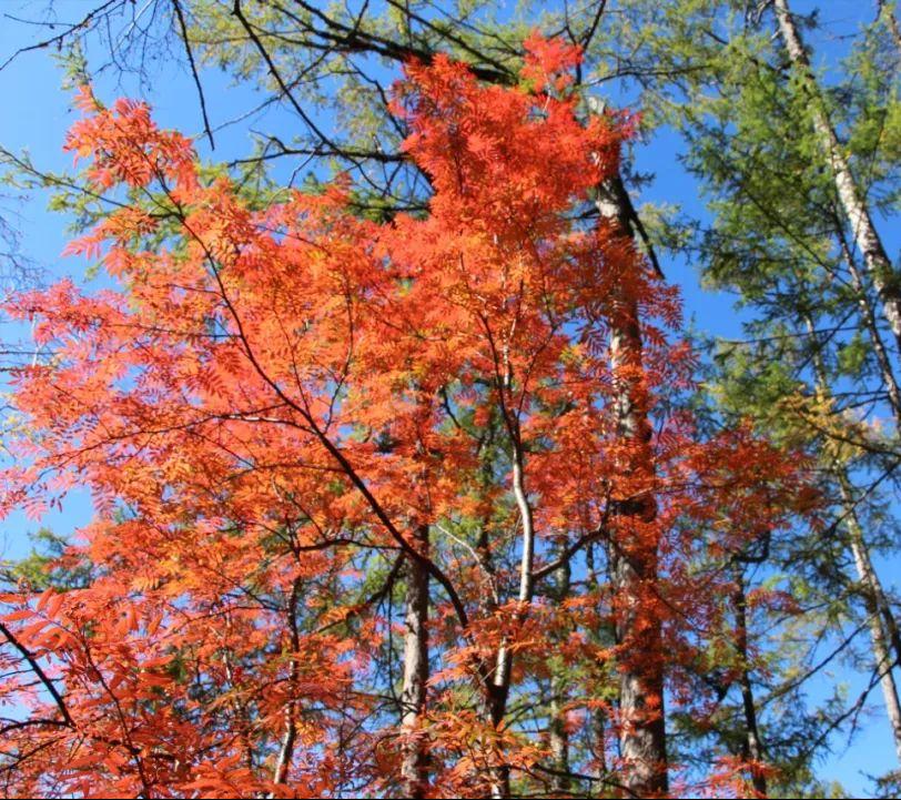 花楸木材优缺点,欧洲花楸极佳园林观赏树种