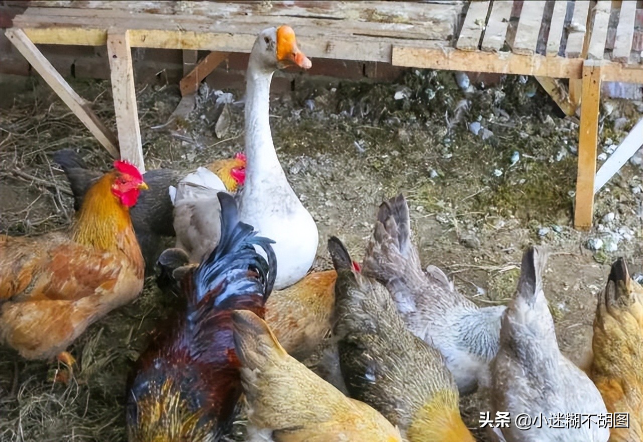 蛇是不是真的怕鹅主要原因是什么,蛇为什么怕雄黄和大鹅