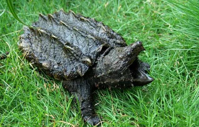 十大暴利养殖一个月能赚一万多,冷门养殖视频一年收入100万