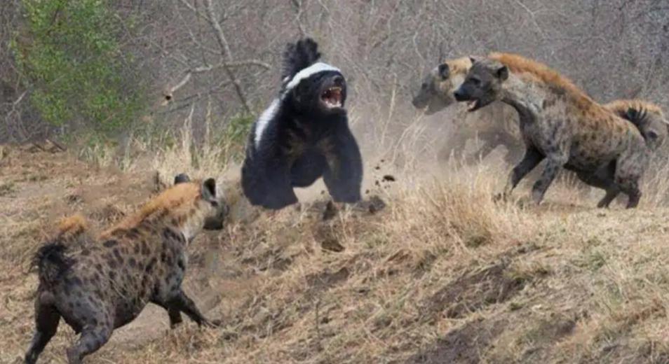 草原小霸王蜜獾,蜜獾那么凶猛真实的战斗力咋样