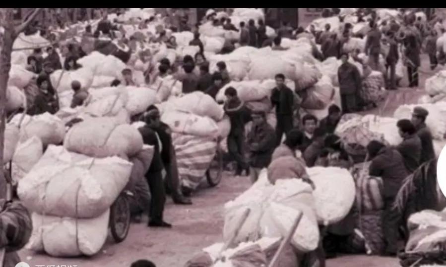 2022年种棉花形势咋样,种棉花难的视频