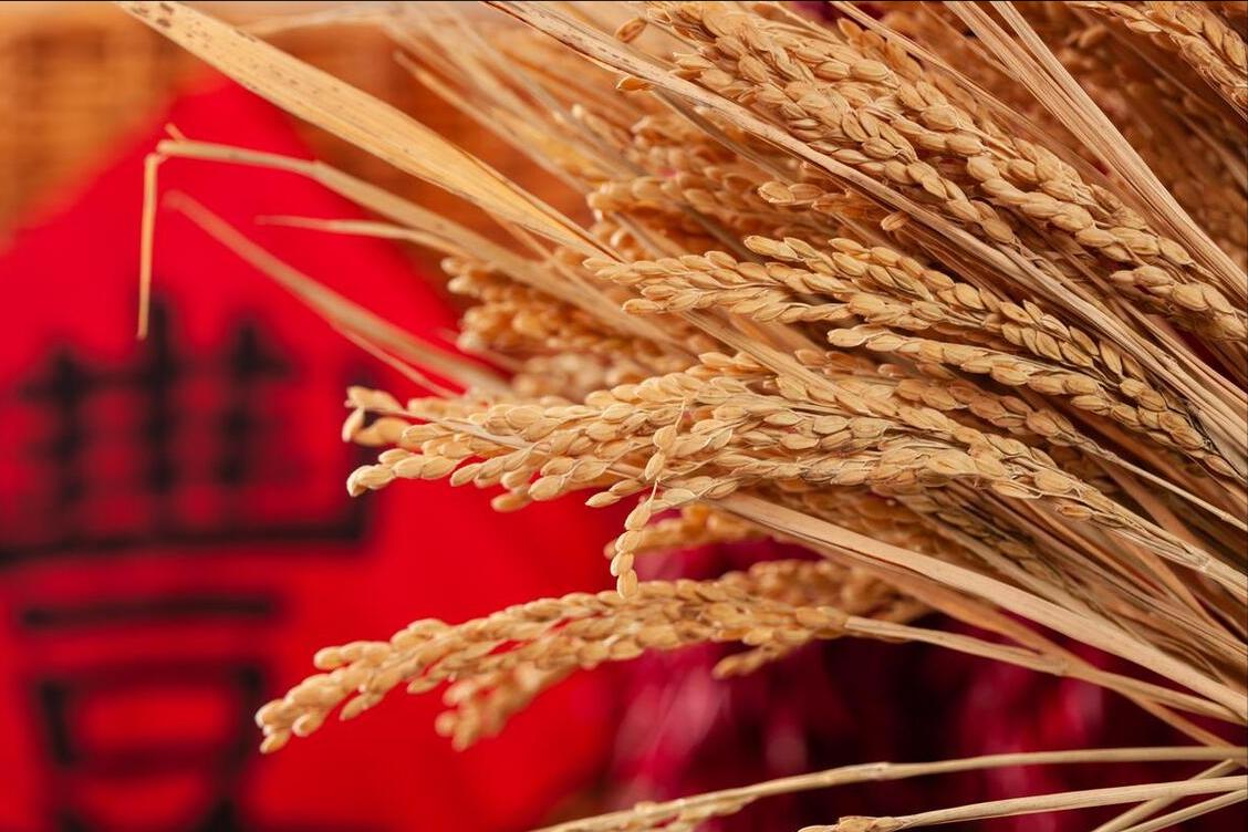 夏至数伏从哪天开始,6月21日11时32分迎来夏至节气