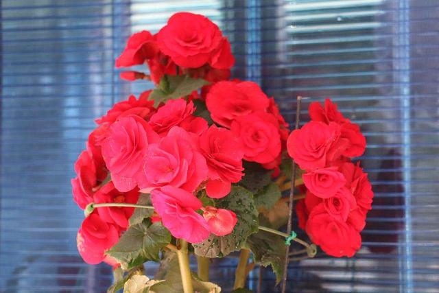 室内四季最好养的10种花,适宜在家中养的10种花排名