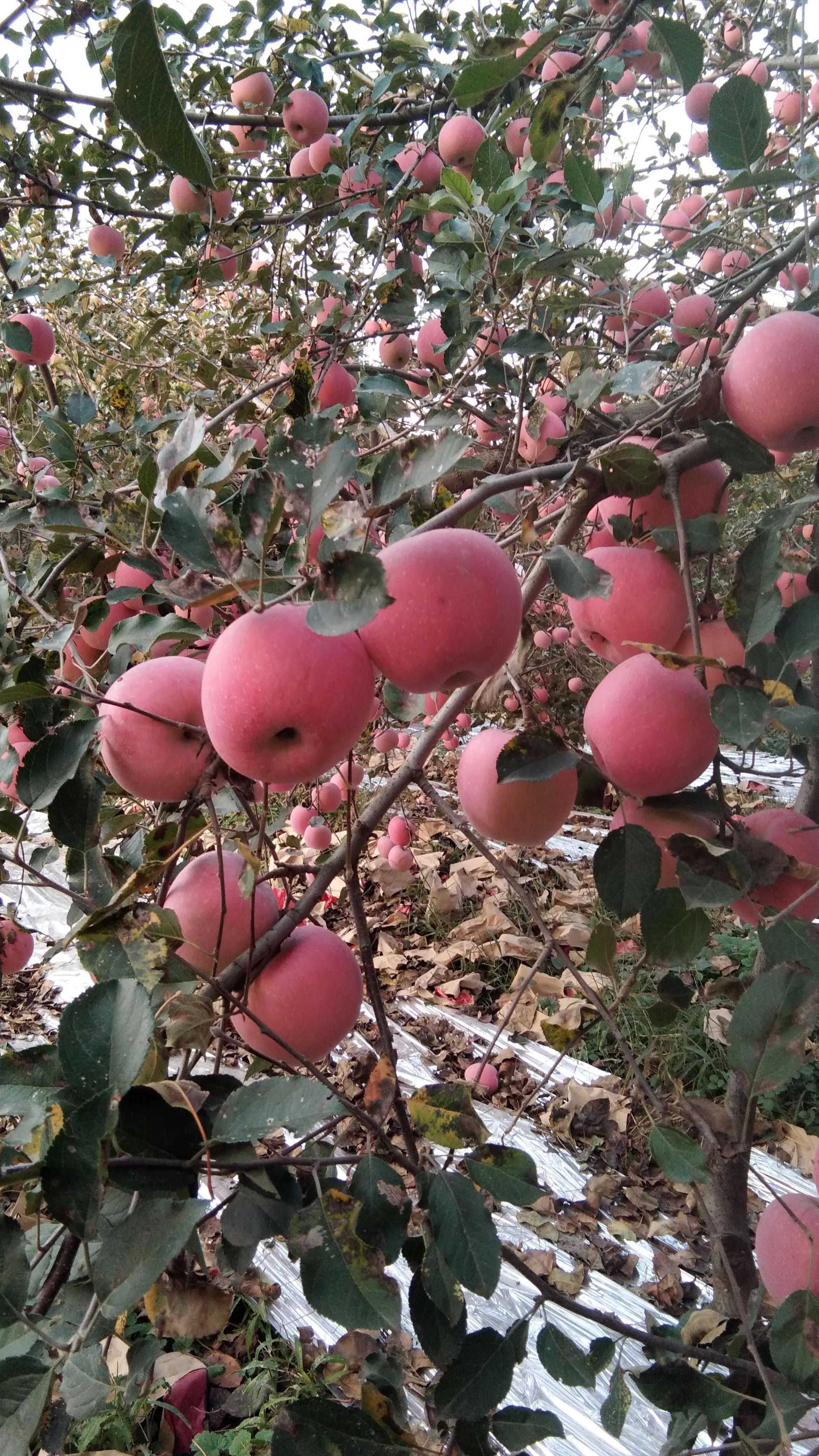 总投资10亿项目要来落户，果农们惊慌了