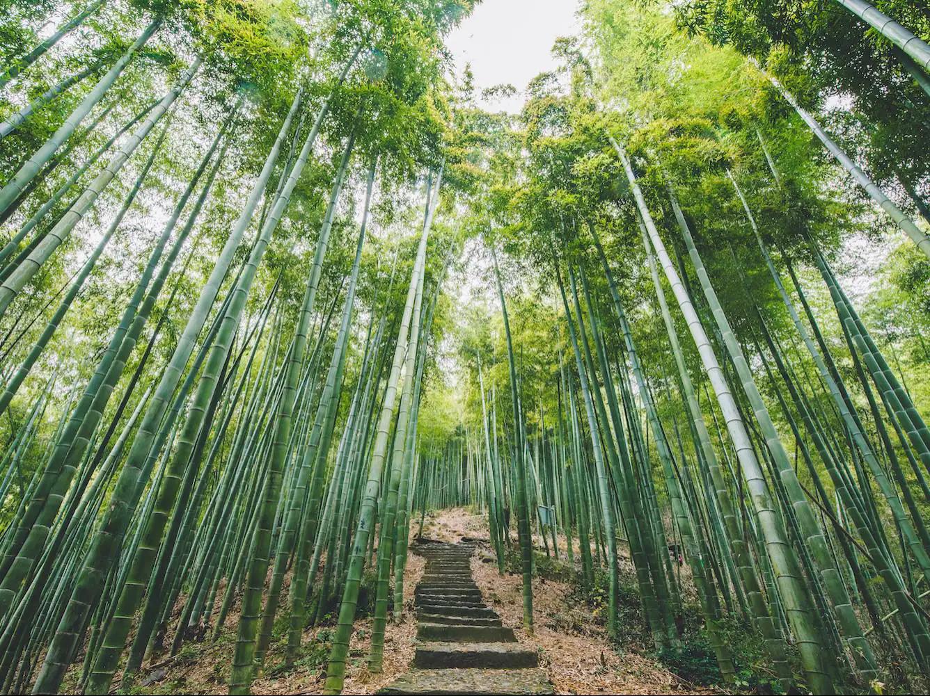 中国十大竹海排名,中国十大竹海之都