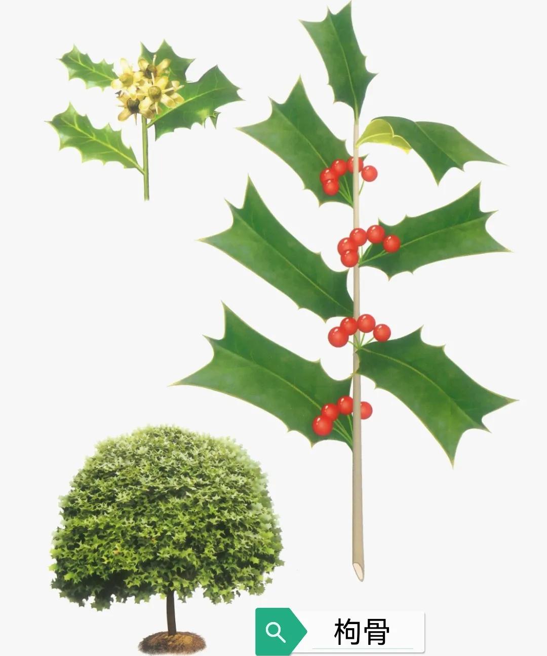 中药古今研究石菖蒲,中药古今研究紫荆皮