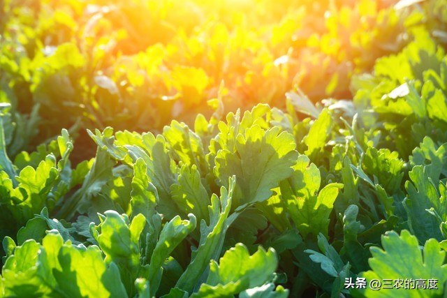 春季蔬菜种植技术讲解,春季种植蔬菜条件和方法