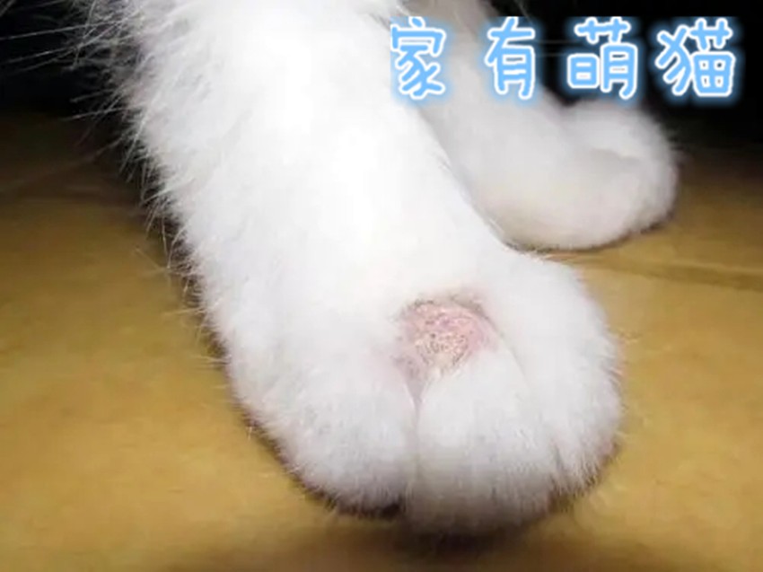 猫咪常见的皮肤病配图和名称,养猫常见病
