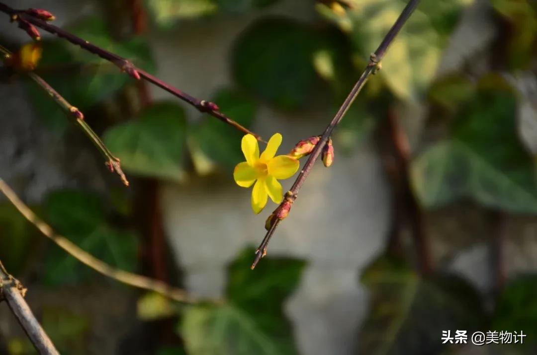 迎春花是不是在春天开放,春天真的要来了迎春花开了