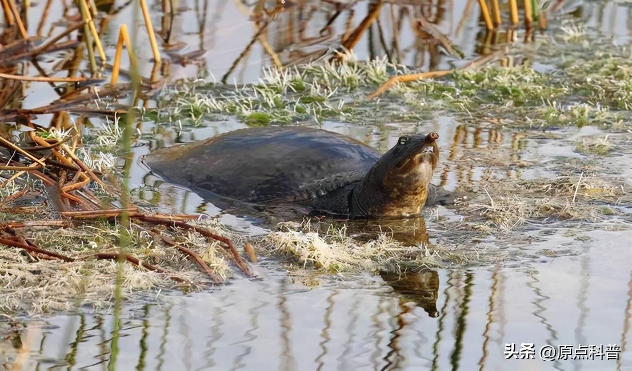 印度泛滥成灾的七大动物，自己不敢吃，想让中国当接盘侠