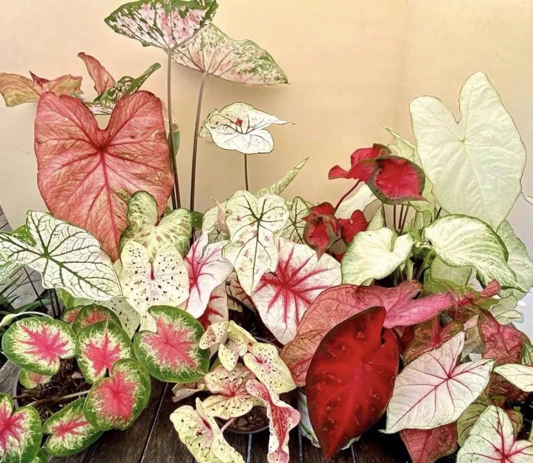 客厅好看的观赏花,小清新唯美油画花