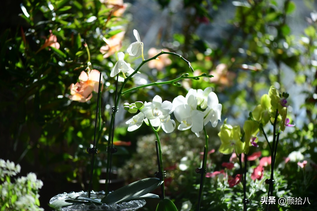 天冷怎么注意植物冻死,植物怕冷怎么过冬