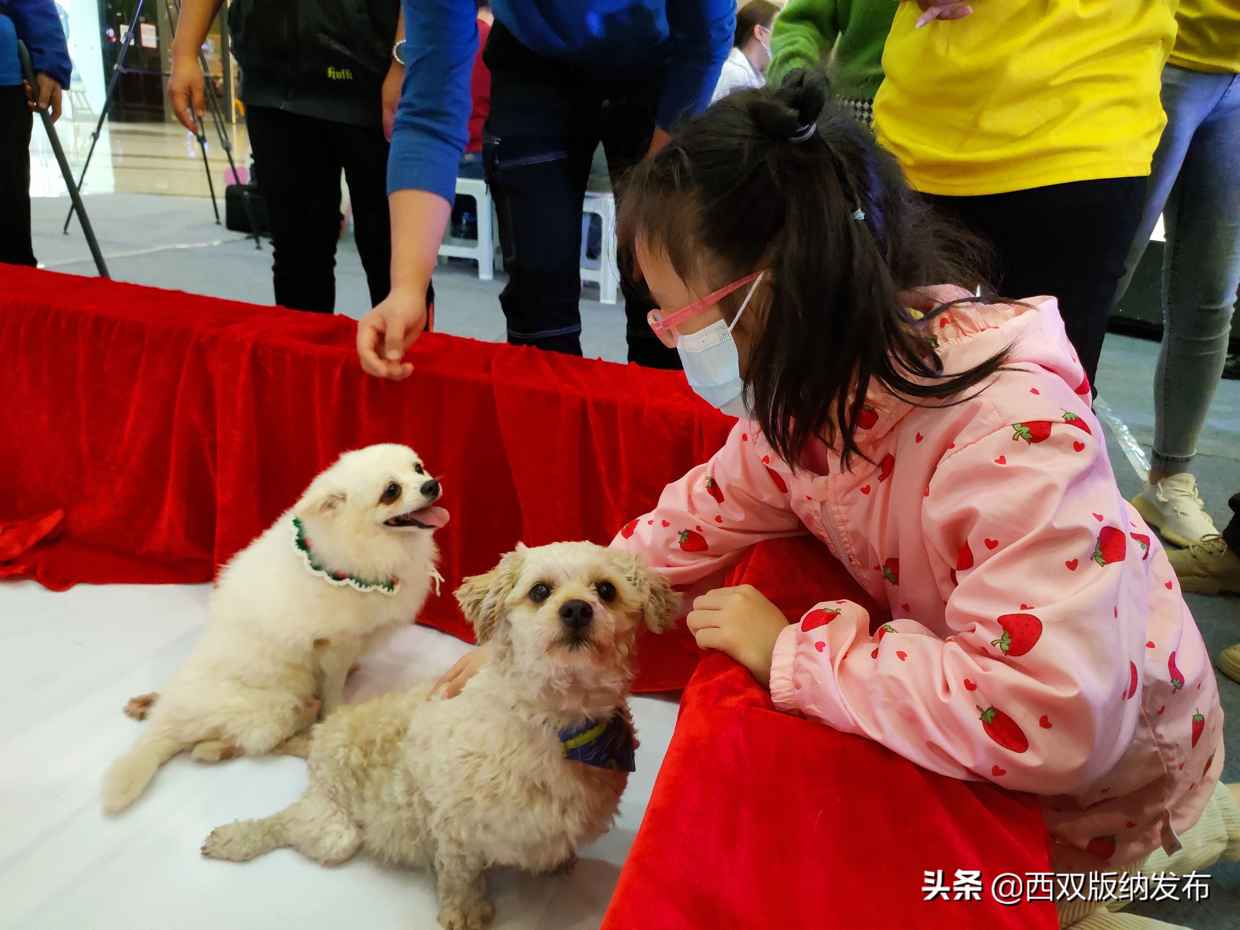 把爱带回家丨让领养代替购买，给它们一个温暖的家