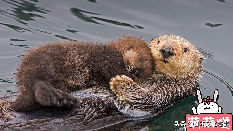 日本的特产动物是什么,日本特产真的吗