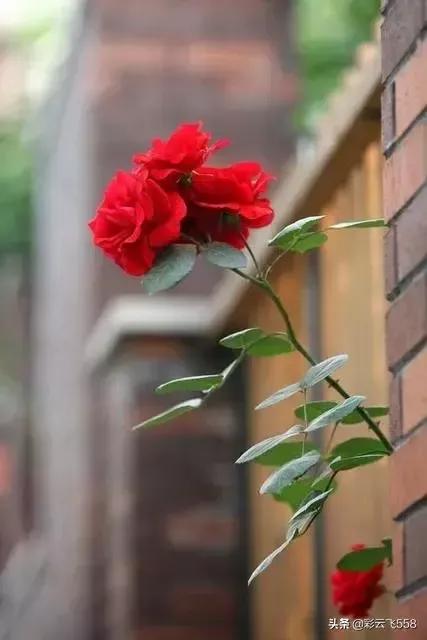 宁静的夜晚我也思念你,宁静的夜晚费翔