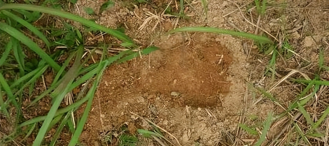 西高地抓兔子吗,在野外看见兔子怎么捕捉