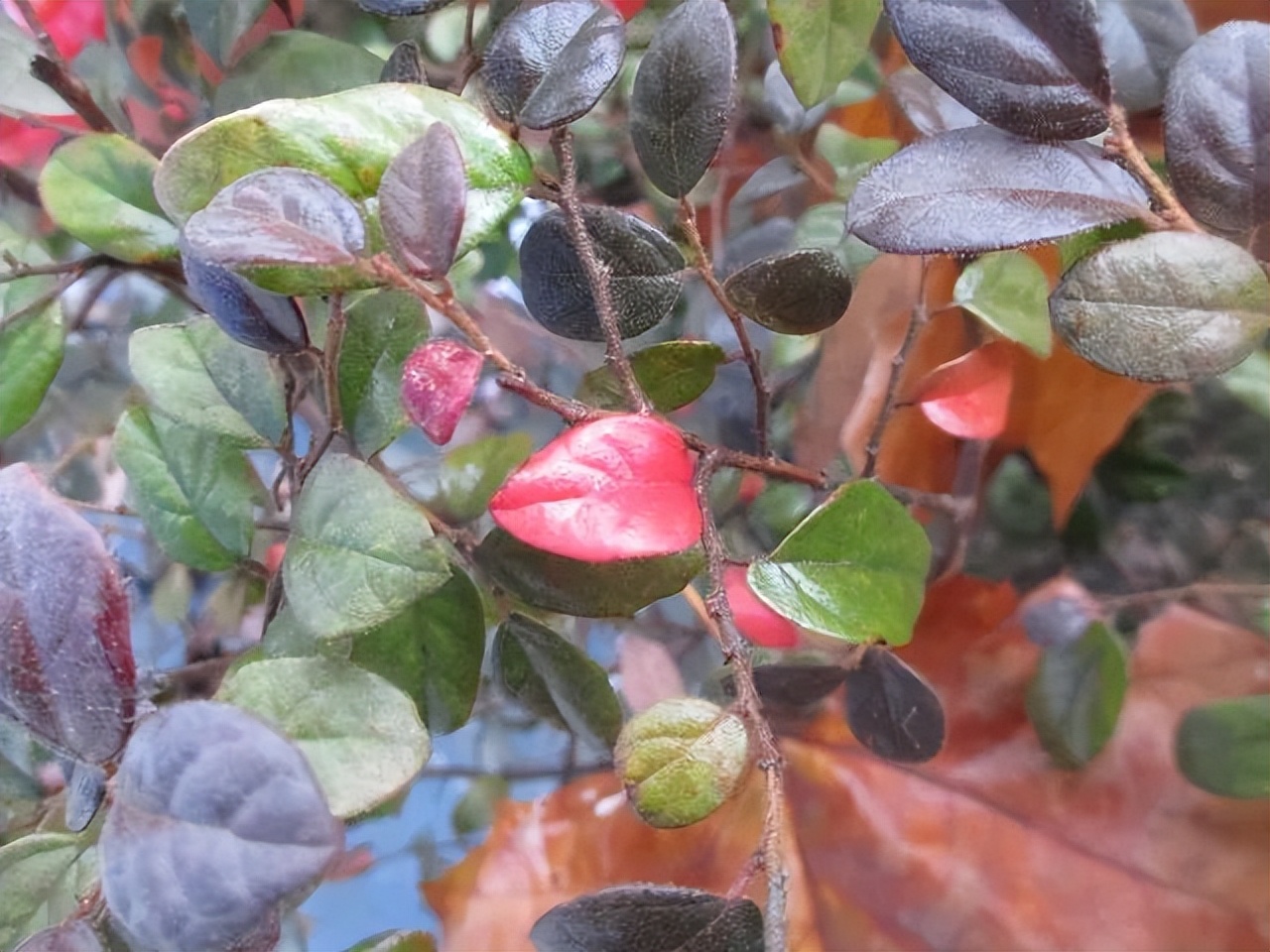 红花檵木是常年异色叶植物,红花檵木的花图片