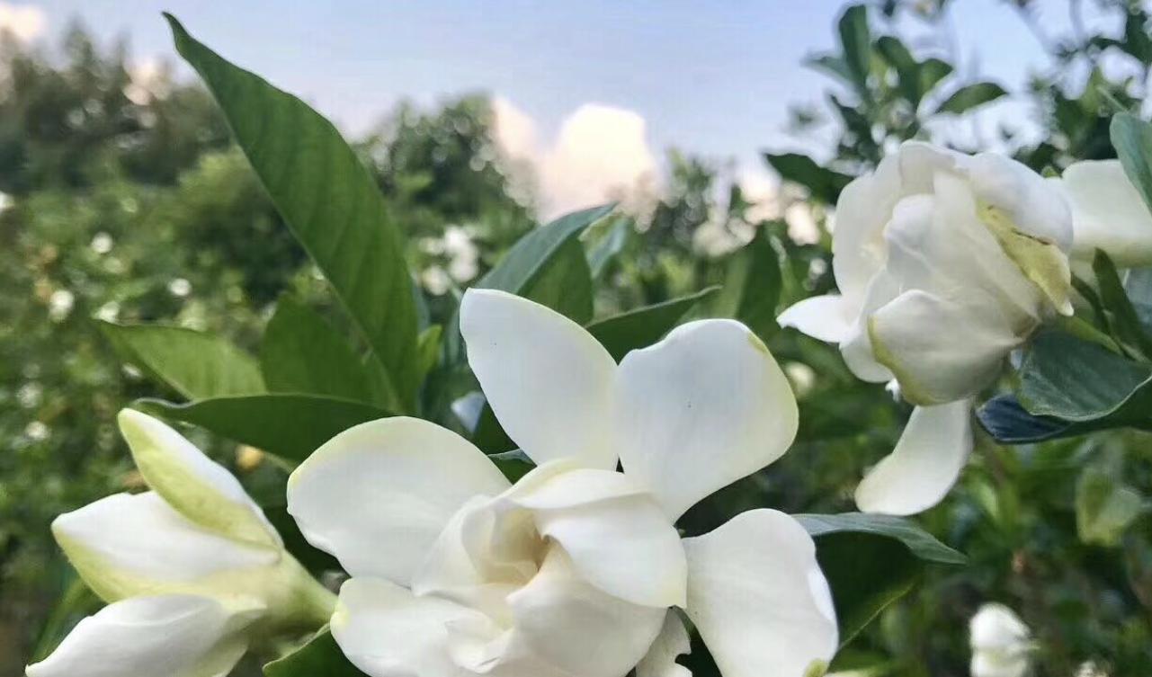 适合花境的多年生植物花卉,花境设计课