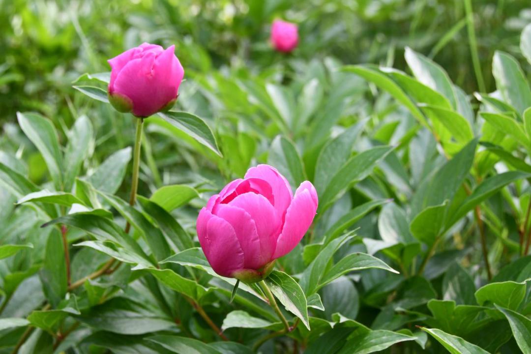 许昌人周末游玩,许昌人去哪景区免门票