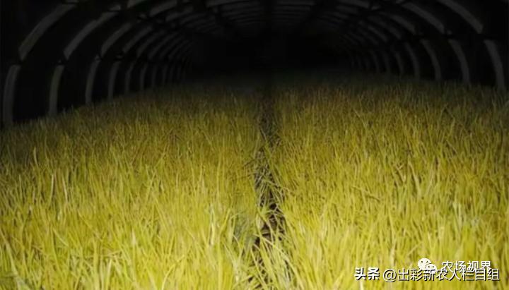 出彩农业工资,河南农村出彩新农人