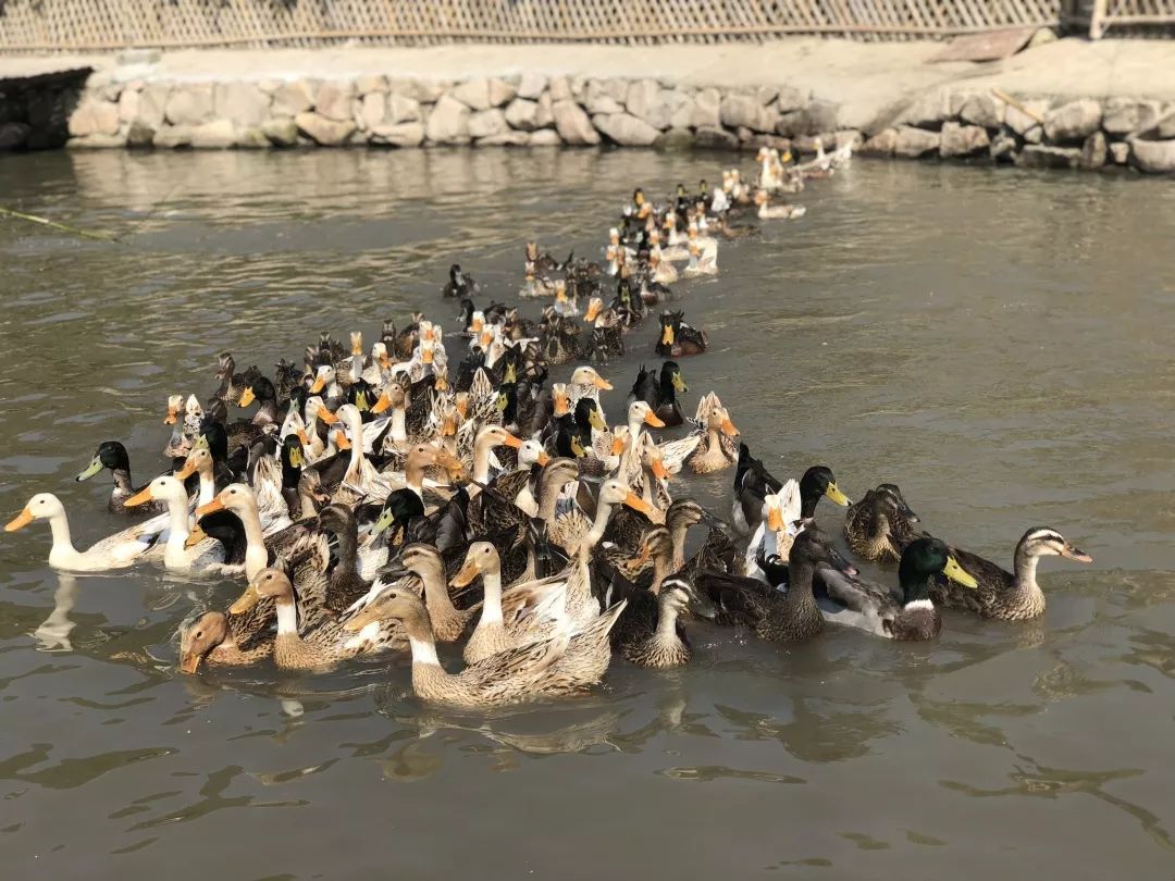 养鸭专业户一年赚多少钱,养鸭1000只蛋鸭利润和成本高吗