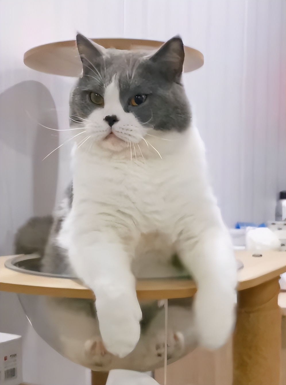 猫咪外出回来总是小心翼翼的,猫咪出走三个月后回来大变样