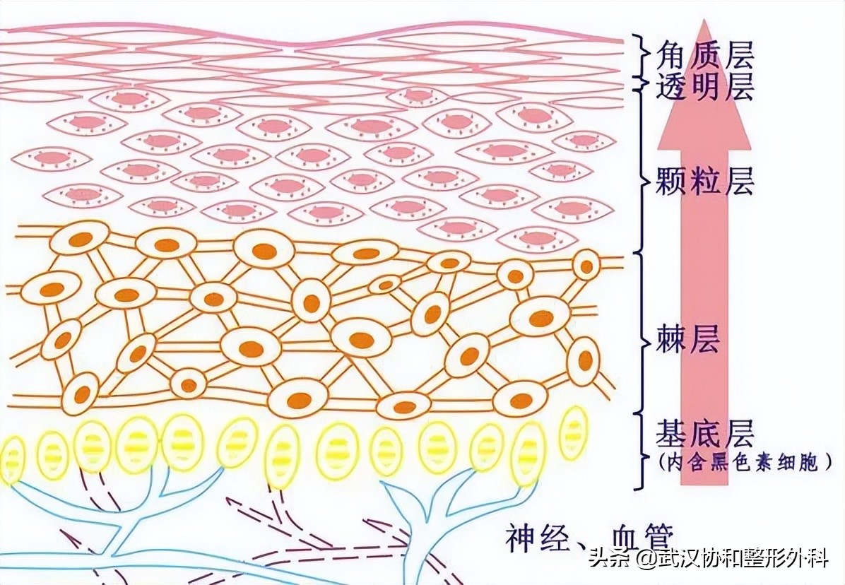 痘痘反反复复怎么办,脸上的痘痘反反复复