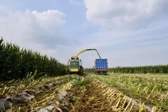 打破种子垄断，隆平高科成农业中的华为