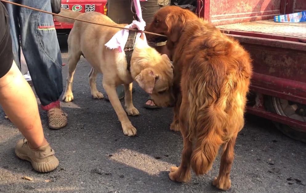 从狗贩子手里买的拉布拉多,拉布拉多疑遭主人卖给狗贩子