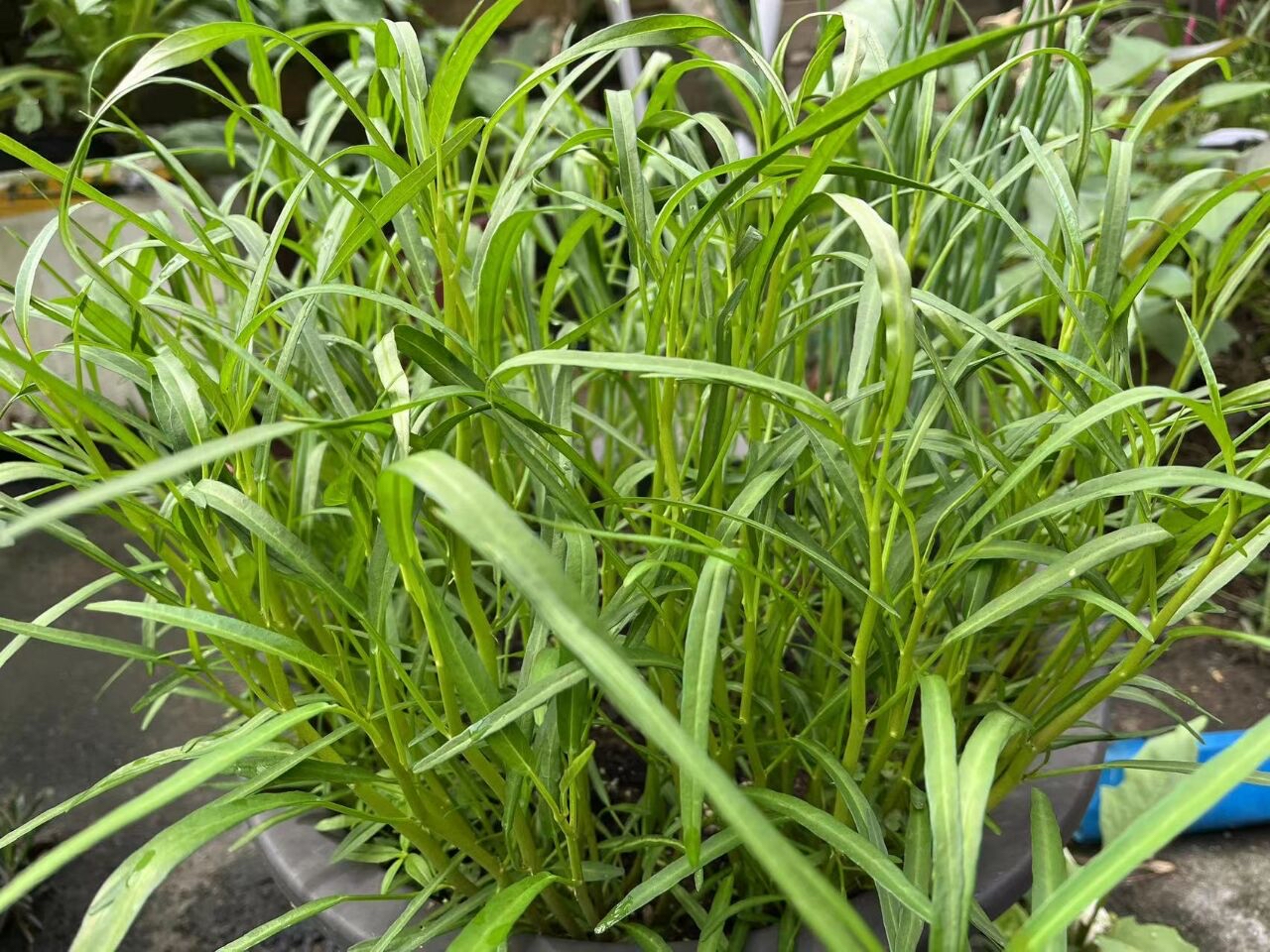 阳台种什么菜比较好,阳台适合种什么菜长得快