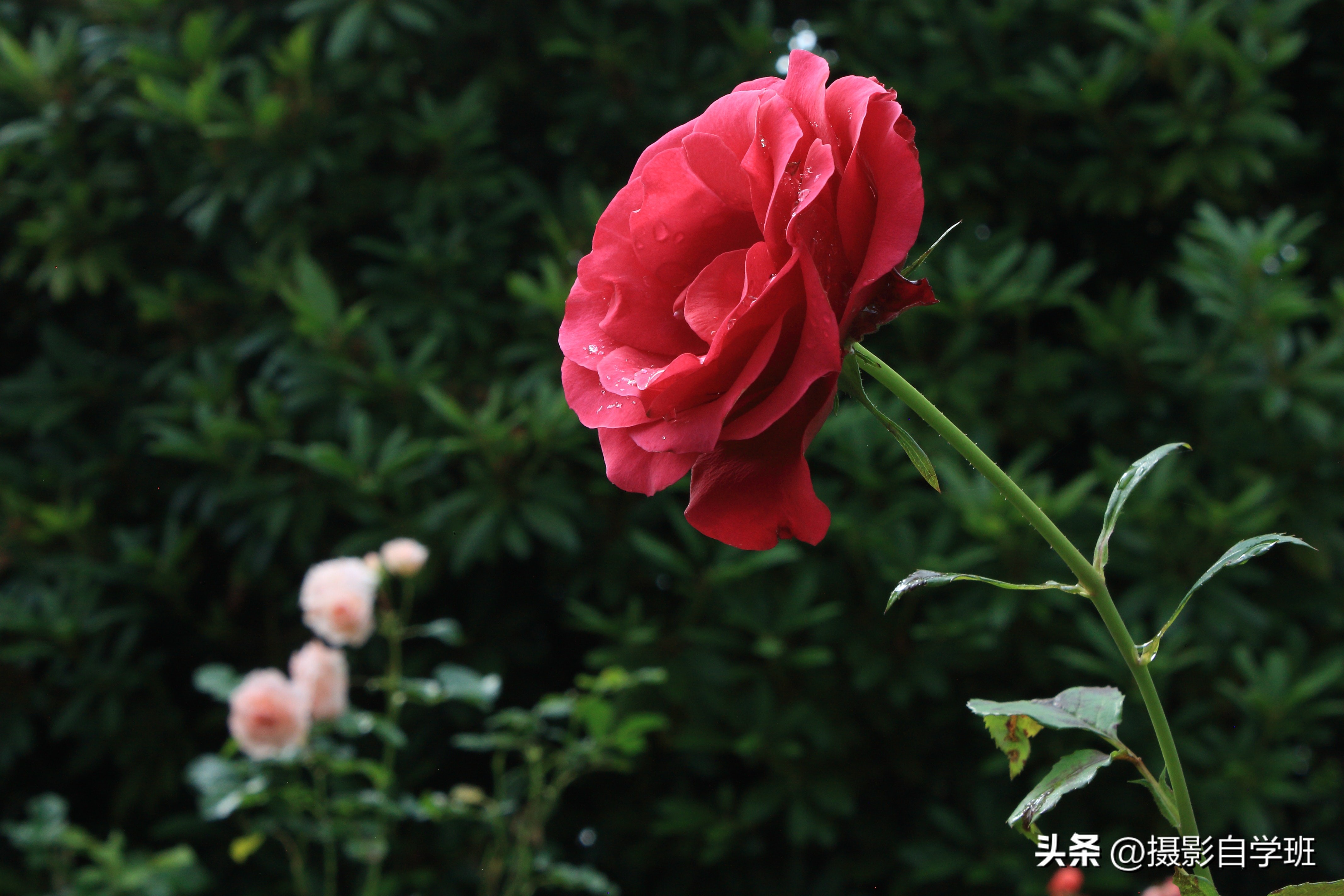 6月份月季什么情况打花苞,6月份的月季花