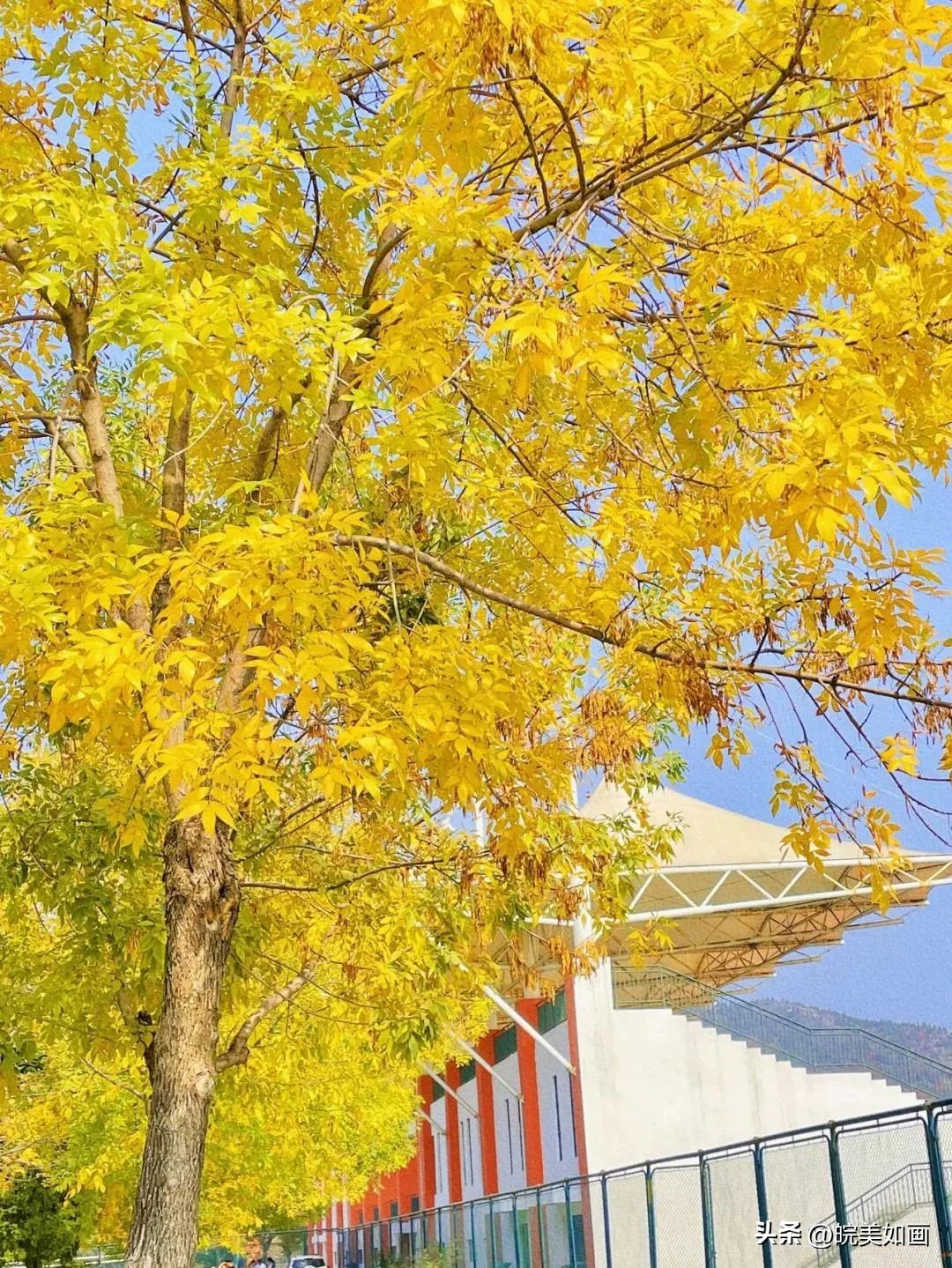 安徽大学好看的风景,高校最美秋景