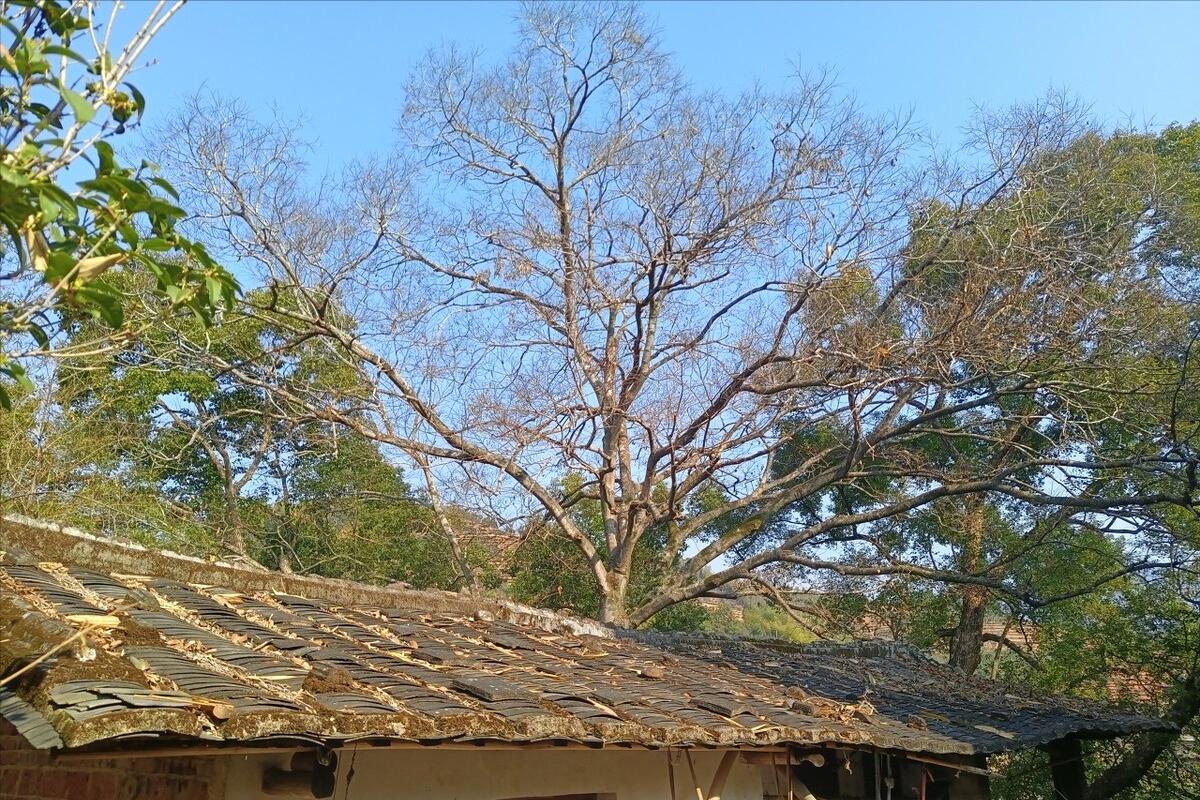 房前屋后什么树好,屋后有一棵大树好不好
