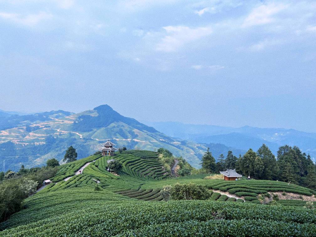 三江侗族景区,三江县黄金产茶区新闻