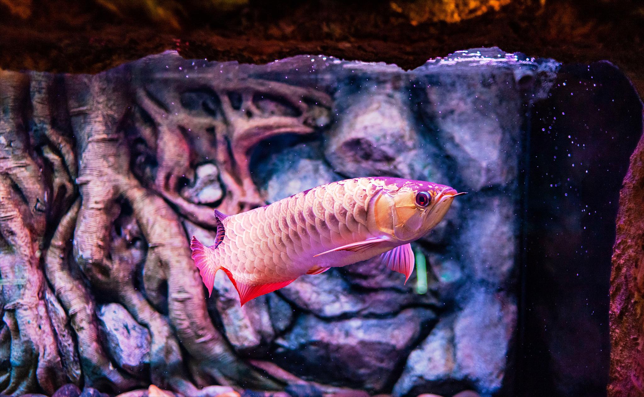 从源头解决问题！水质、饲养环境引发龙鱼沉头的原因解析