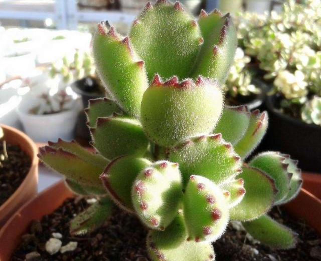 熊童子夏季3个月没浇水会怎样,熊童子一直不生根