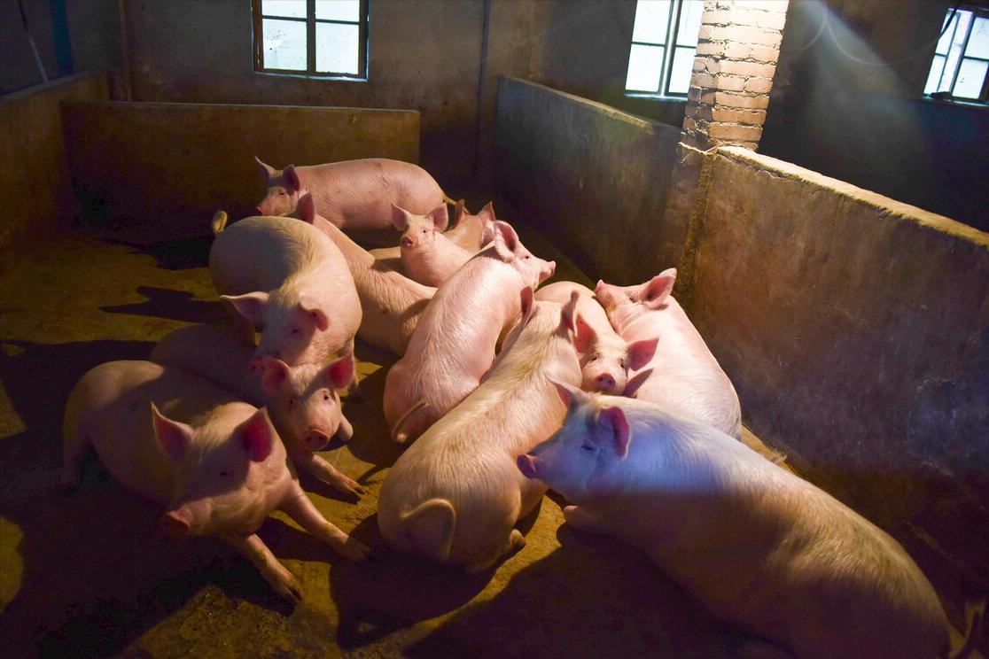 十几年的养殖场现在被认定违建,养殖场违建最新政策