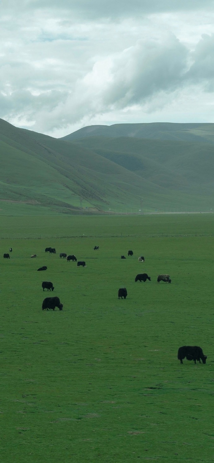 怎么会不喜欢綠色壁纸呢