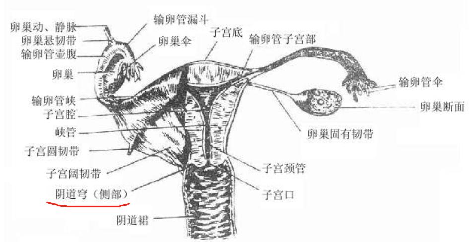 子宫全切？淋巴转移？宫颈癌手术方式有哪些？一文解析
