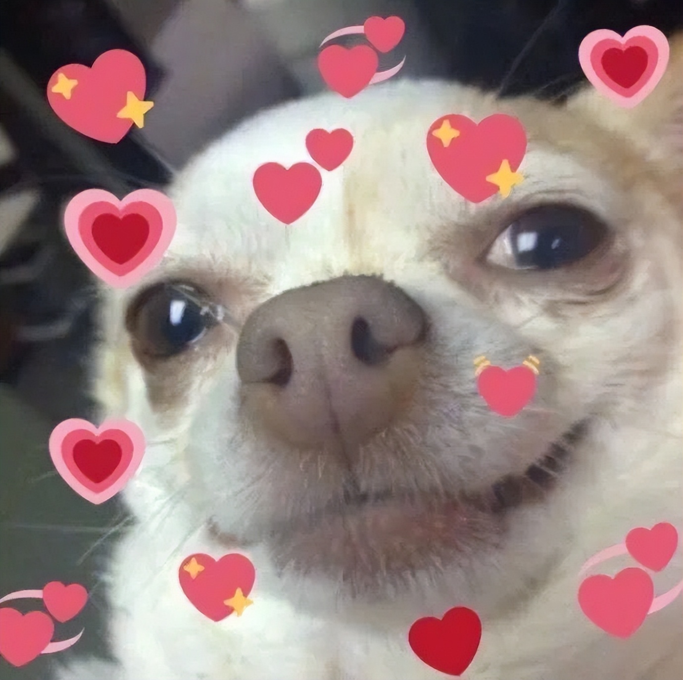 鼻子上的黑头会长毛么,鼻子上的黑头会蔓延到脸上吗